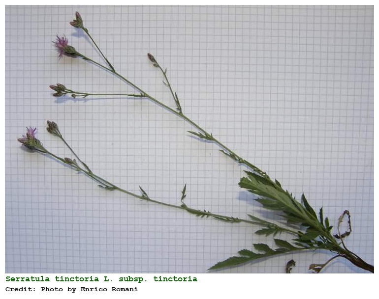 Serratula tinctoria L. subsp. tinctoria
